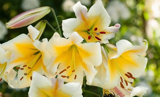 lilium-miss-peculiar-1280
