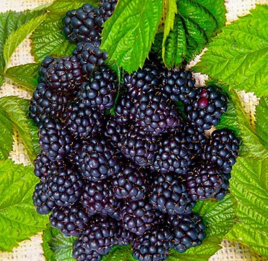 Ежевика blek-satin
