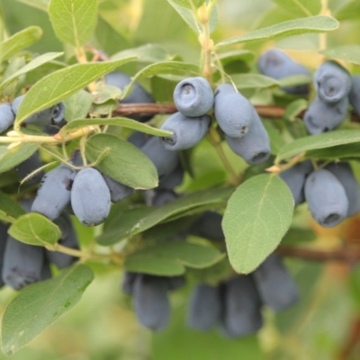 Жимолость honej-bi