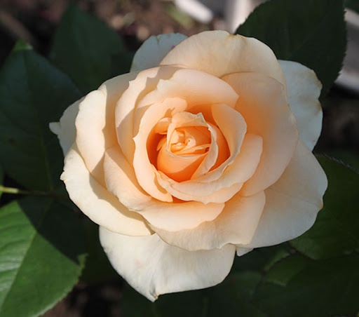 Роза Пич Аваланж