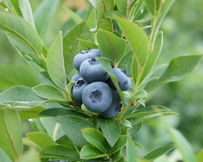 Голубика nortland-northland