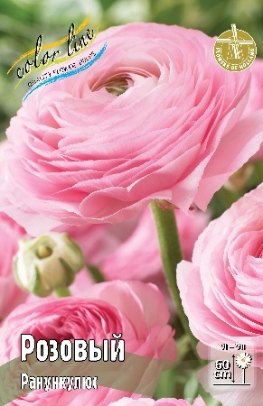 Ranunculus%20Pink 1