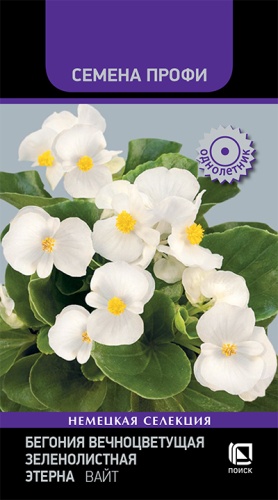 begoniya_vechnotsvetushchaya_zelenolistnaya_eterna_vayt