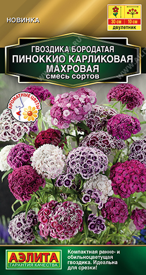 Гвоздика Пиноккио