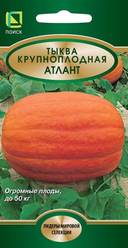 tykva_krupnoplod_atlant