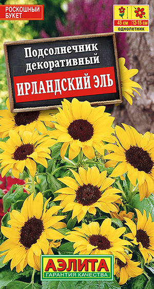 Подсолнечник Ирландский эль_ЦП
