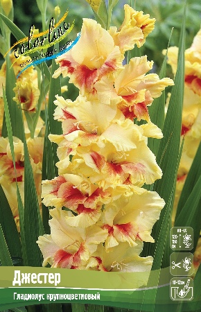 Gladiolus Jester