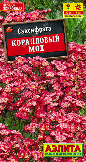 Саксифрага Коралловый мох (