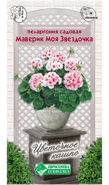 Пеларгония МАВЕРИК МОЯ ЗВЕЗДОЧКА