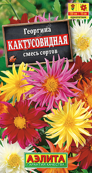 Георгина Кактусовидная