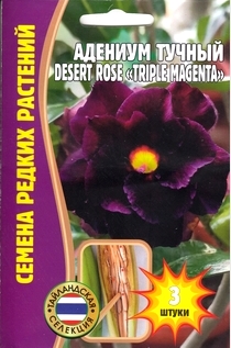 Адениум магента