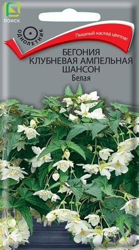 begoniya_klubnevaya_ampelnaya_shanson_belaya