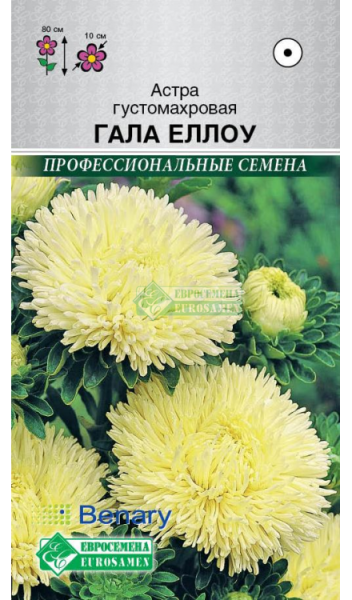 Астра Гала Еллоу