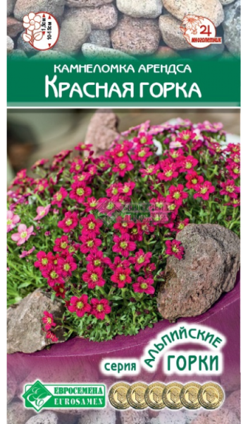 Камнеломка арендса Красная Горка