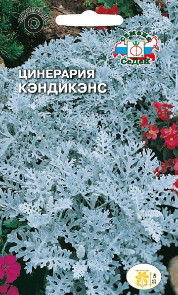 tsinerariya_kendikens_morskaya