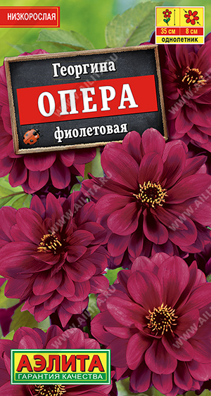 Георгина Опера фиолетовая