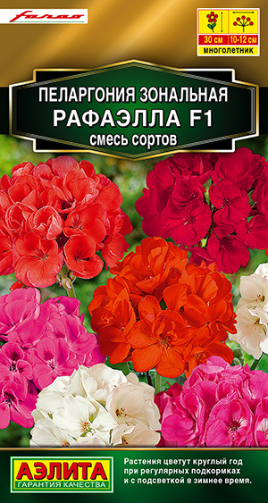 Пеларгония Рафаэлла F1, смесь сортов_ЦП