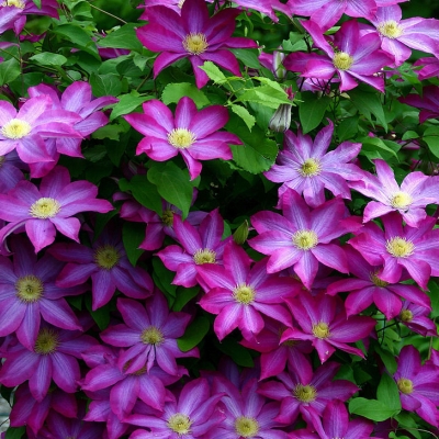 Клематис Kakio