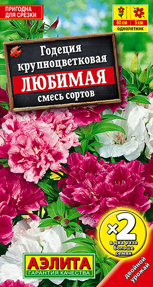 Годеция Любимая, смесь сортов_ЦП х2