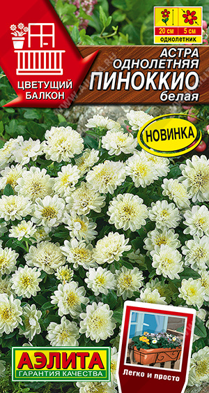 Астра Пиноккио белая