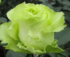 Роза Грин ти