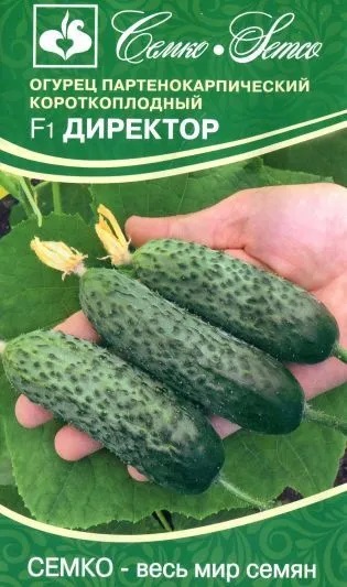 Огурец Директор