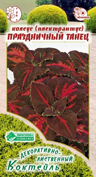 Колеус Праздничный танец