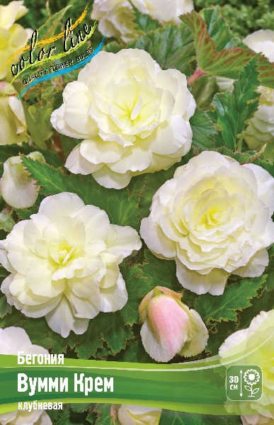 Begonia Wummi Creme