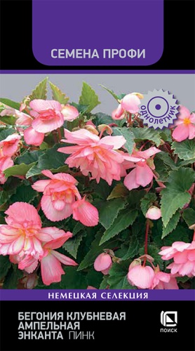 begoniya_klubn_amp_enkanta_pink