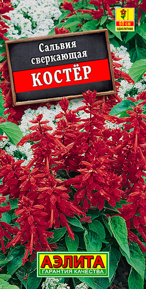 Сальвия Костер_ЦП