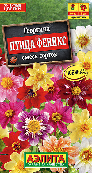 Георгина Птица Феникс