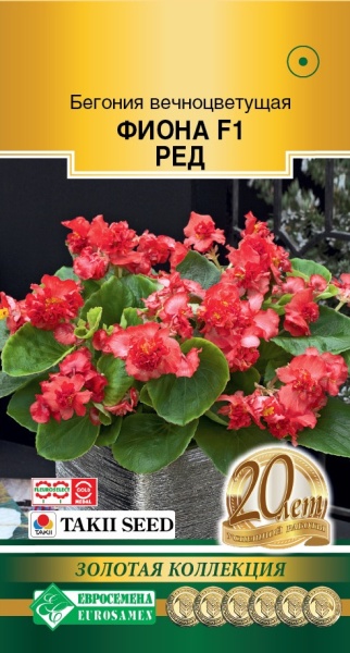 Бегония Фиона Ред