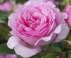 Роза Бьенвеню