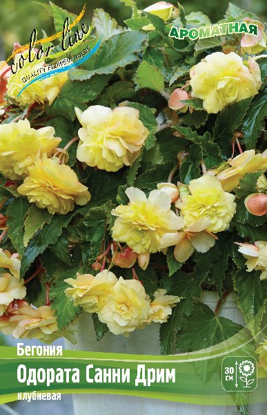 Begonia Odorata Sunny Dream