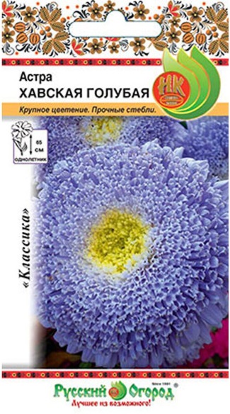 Астра хавская голубая