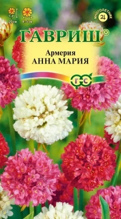 Армерия Анна Мария
