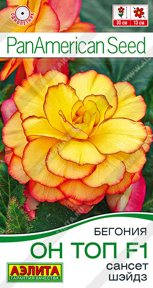 Бегония Он Топ F1 сансет шэйдз