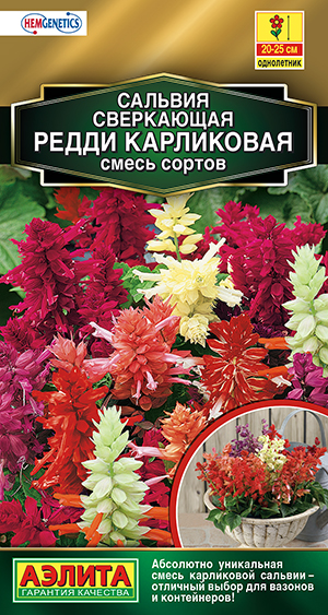 Сальвия Редди карликовая, смесь окрасок_ЦП