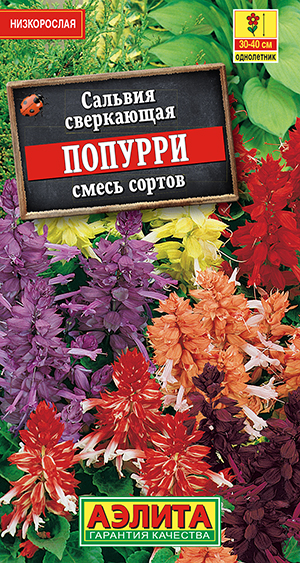 Сальвия Попурри, смесь сортов_ЦП