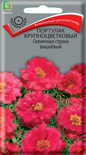portulak_krupnocvet_solnechnaya_strana_vishnevy