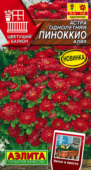 Астра Пиноккио алая