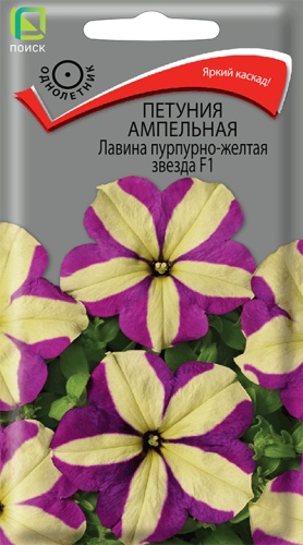 petunia_ampel_lavina_purpurno_zheltaya_zvezda_f_1