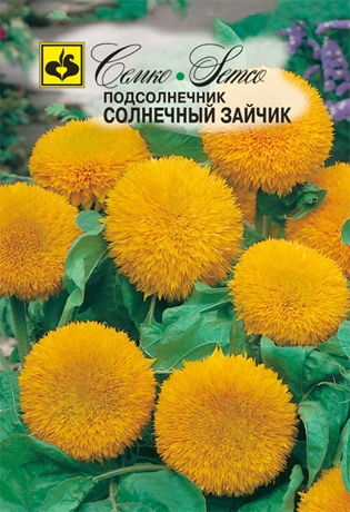 Подсолнечник Солнечный зайчик