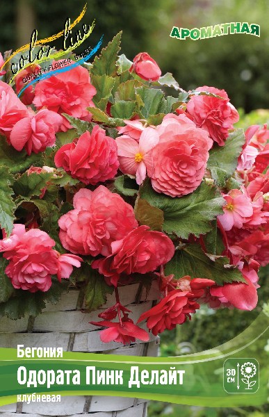 Begonia Odorata Pink Delight