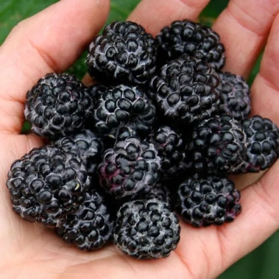 Малина blek-dzhevel