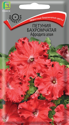 petunia_bahrom_afrodita_alaya
