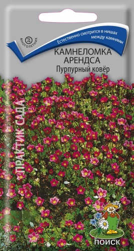 kamnelomka_arendsa_purpur_kover