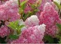 Ванила фрайз