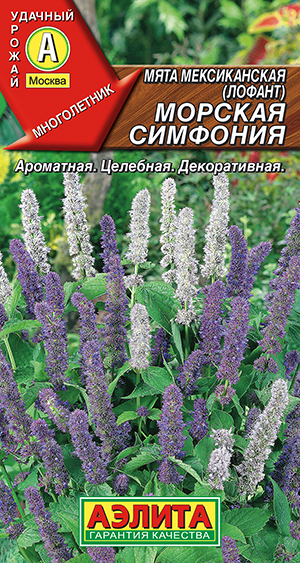 Мята мексиканская Морская симфония_ЦП
