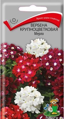 Вербена мерло